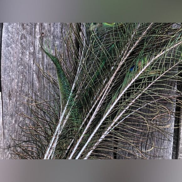 AUTHENTIC Peacock Feathers - Picture 9 of 14